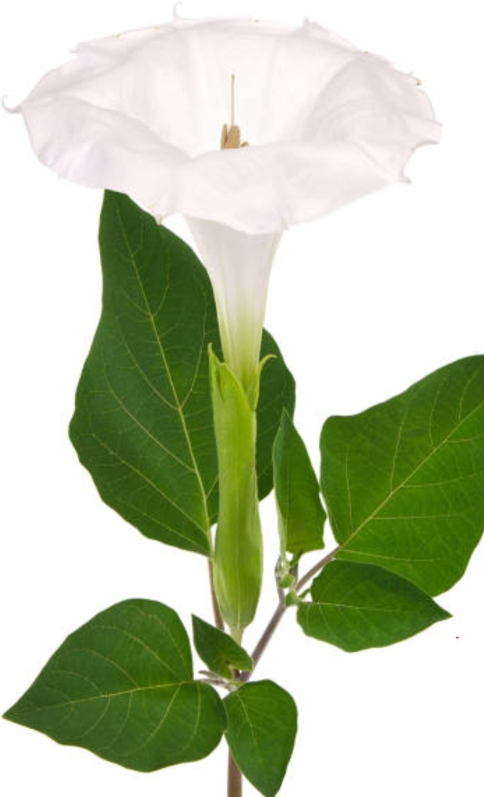 20 Seeds For Datura Plants – Big White Flowers – Night Blooms Moon, Trumpet