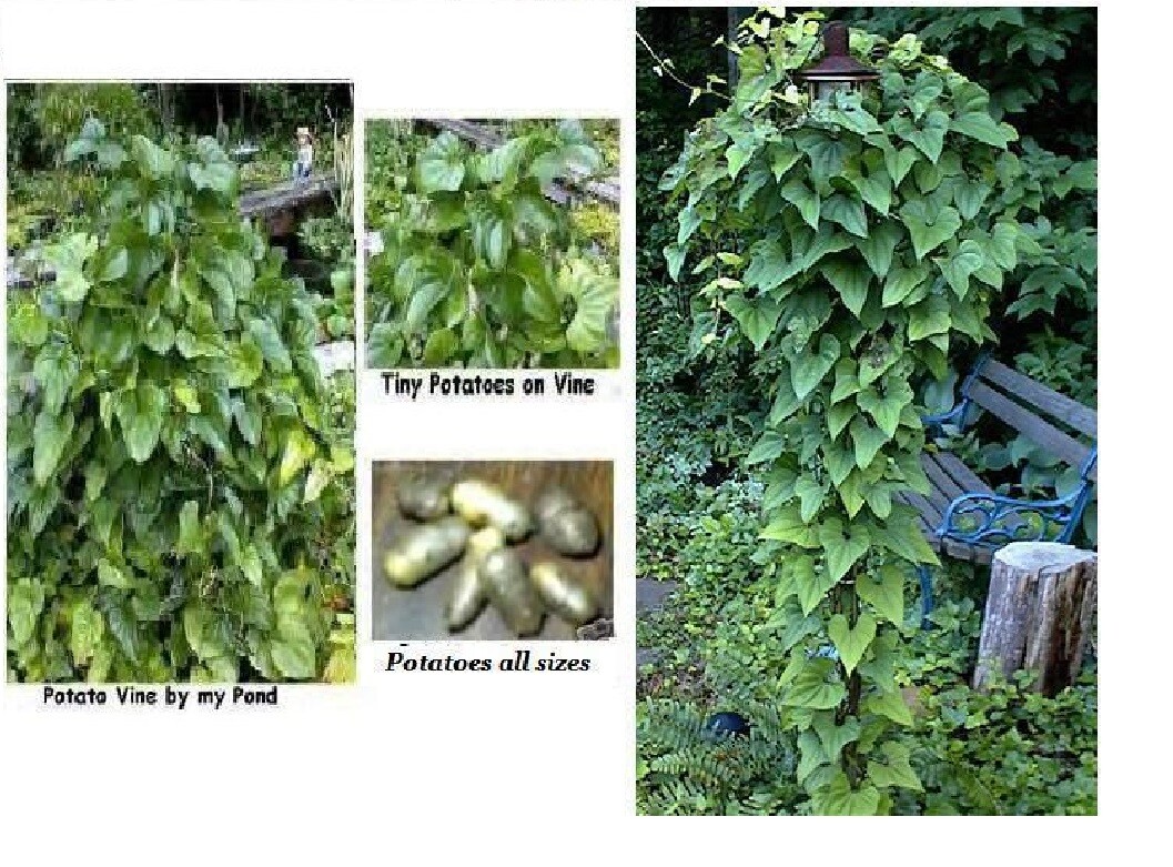 Potato Vine Heart Shaped Leaves Cinnamon Scent Perennial 10 + SEEDS USA Grown