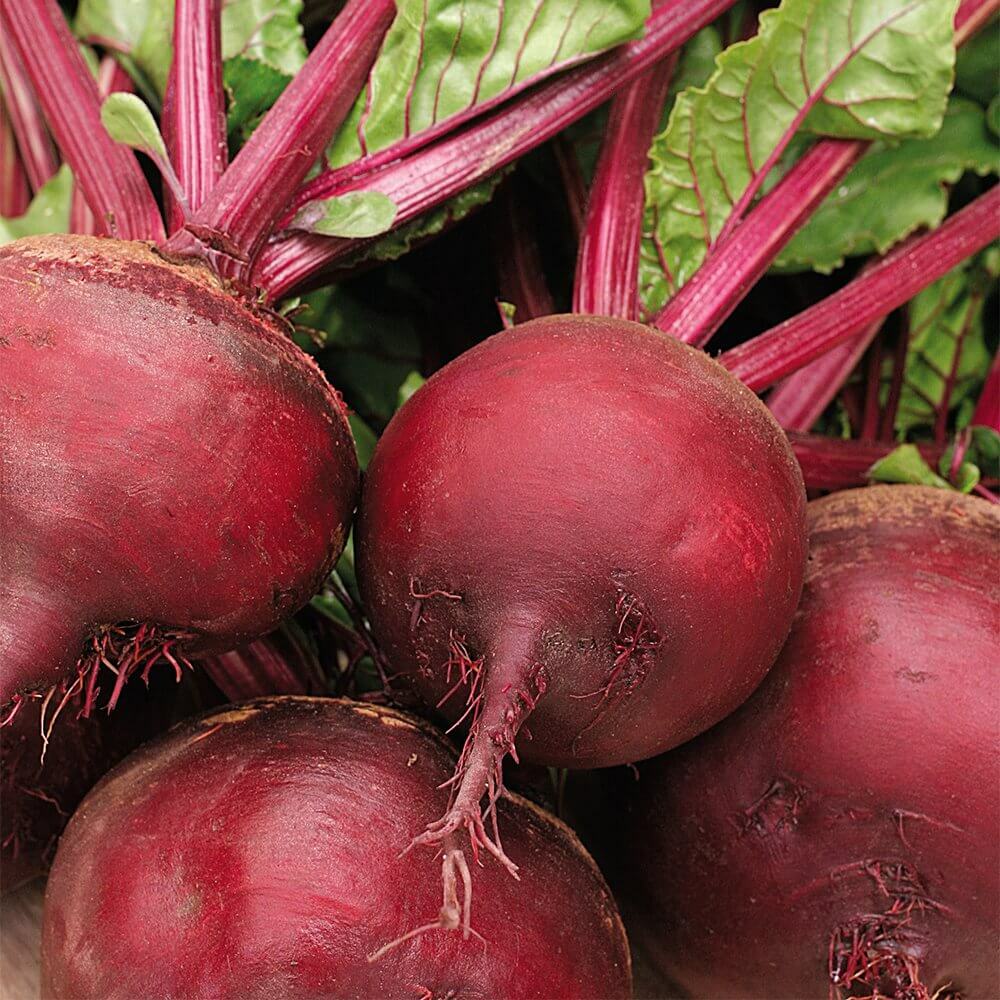 100+ Beetroot Detroit Dark Red Beet Seeds (Beta vulgaris) Vegetable USA