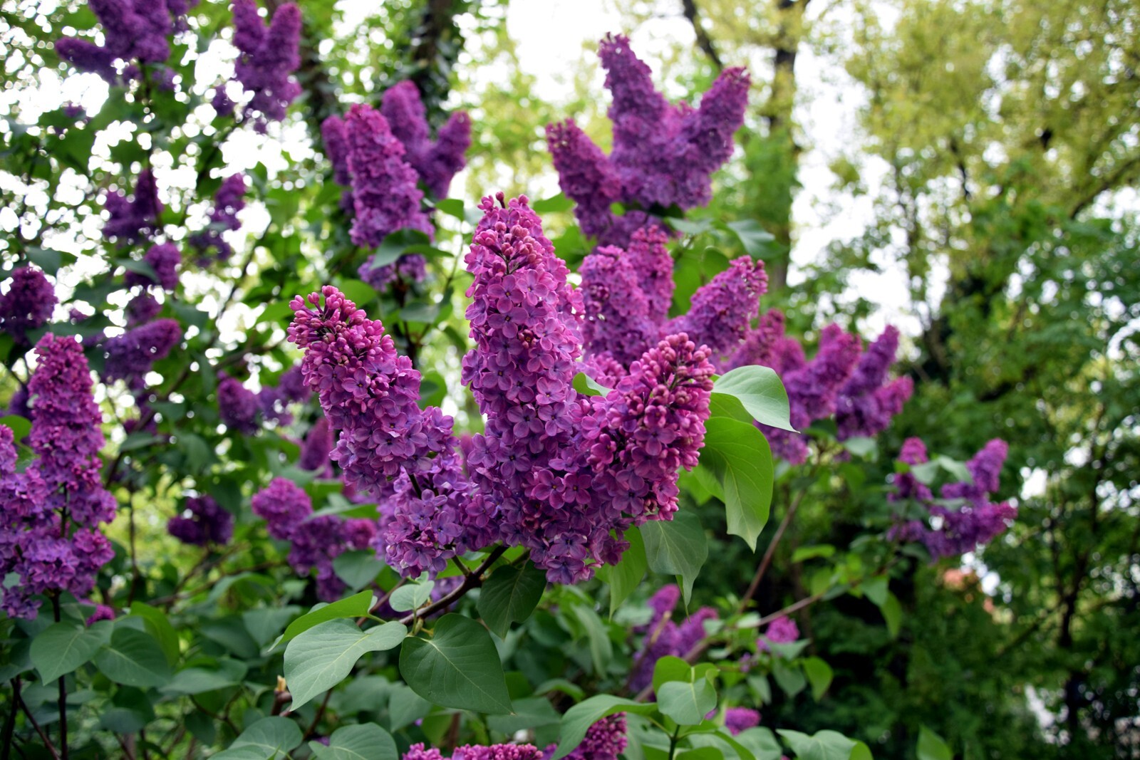 20 Common Lilac Purple Flower Tree Seeds Fragrant Hardy Perennial Garden Plant