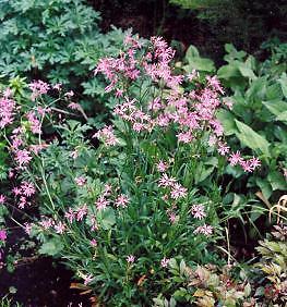 Lychnis flos cuculi 5,000 seeds