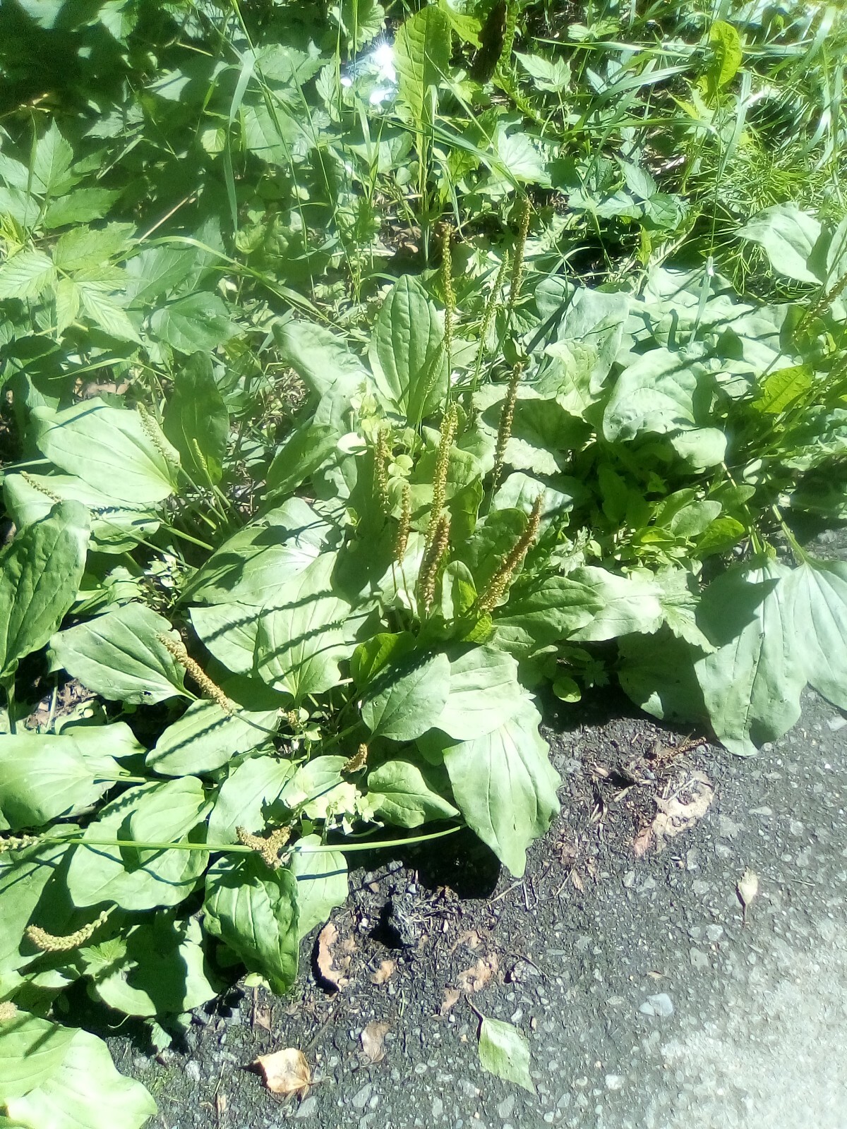 Broadleaf Plantain Plantago major seeds (1000 seeds!) Alaska USA wild harvested