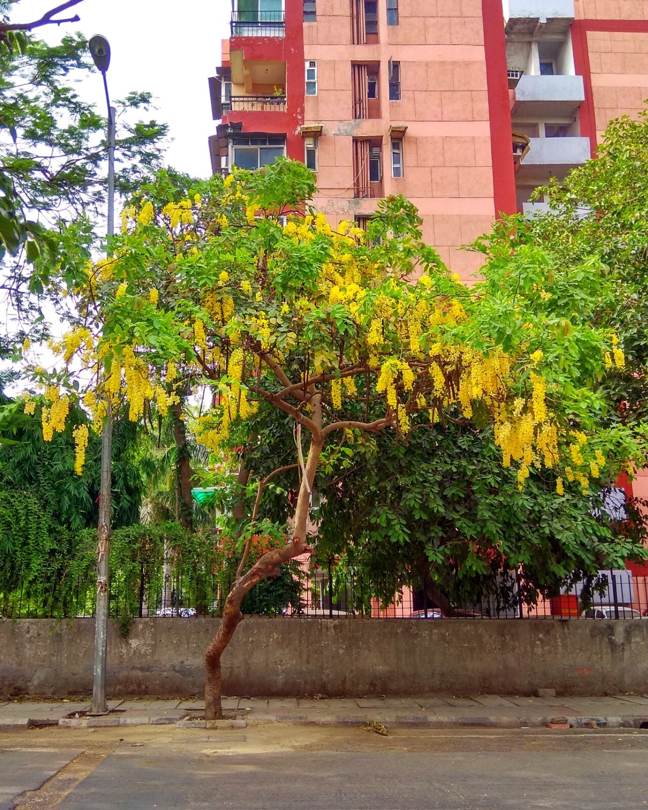 GOLDEN SHOWER TREE SEEDS (Cassia fistula) Weeping Gold Rush Yellow Flowers Fast