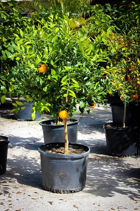 25 Dwarf Mandarin Orange Tree Organic Seeds – Citrus reticulata