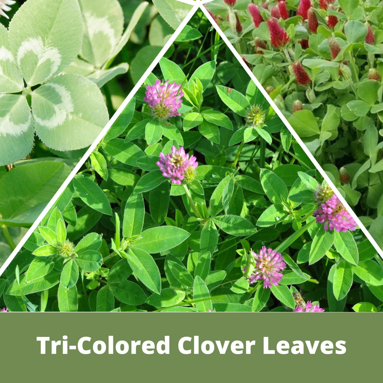 Flawn Seed Kits Tri-Color Clover Seed, Equal Mix 3 Clovers, Flowering Lawn