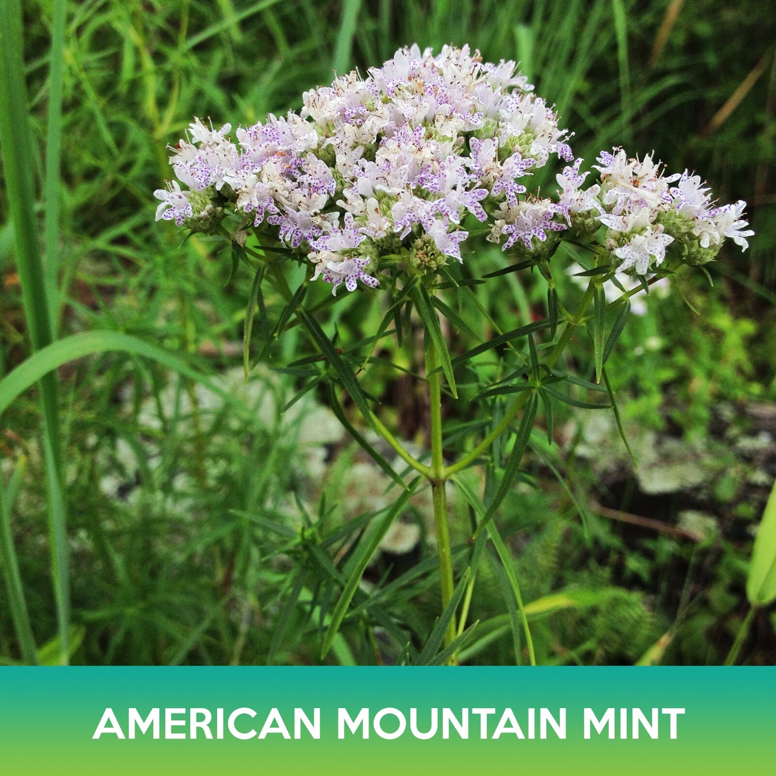 American Mountain Mint Seeds, Pycnanthemum pilosum, Combined Shipping on 500+