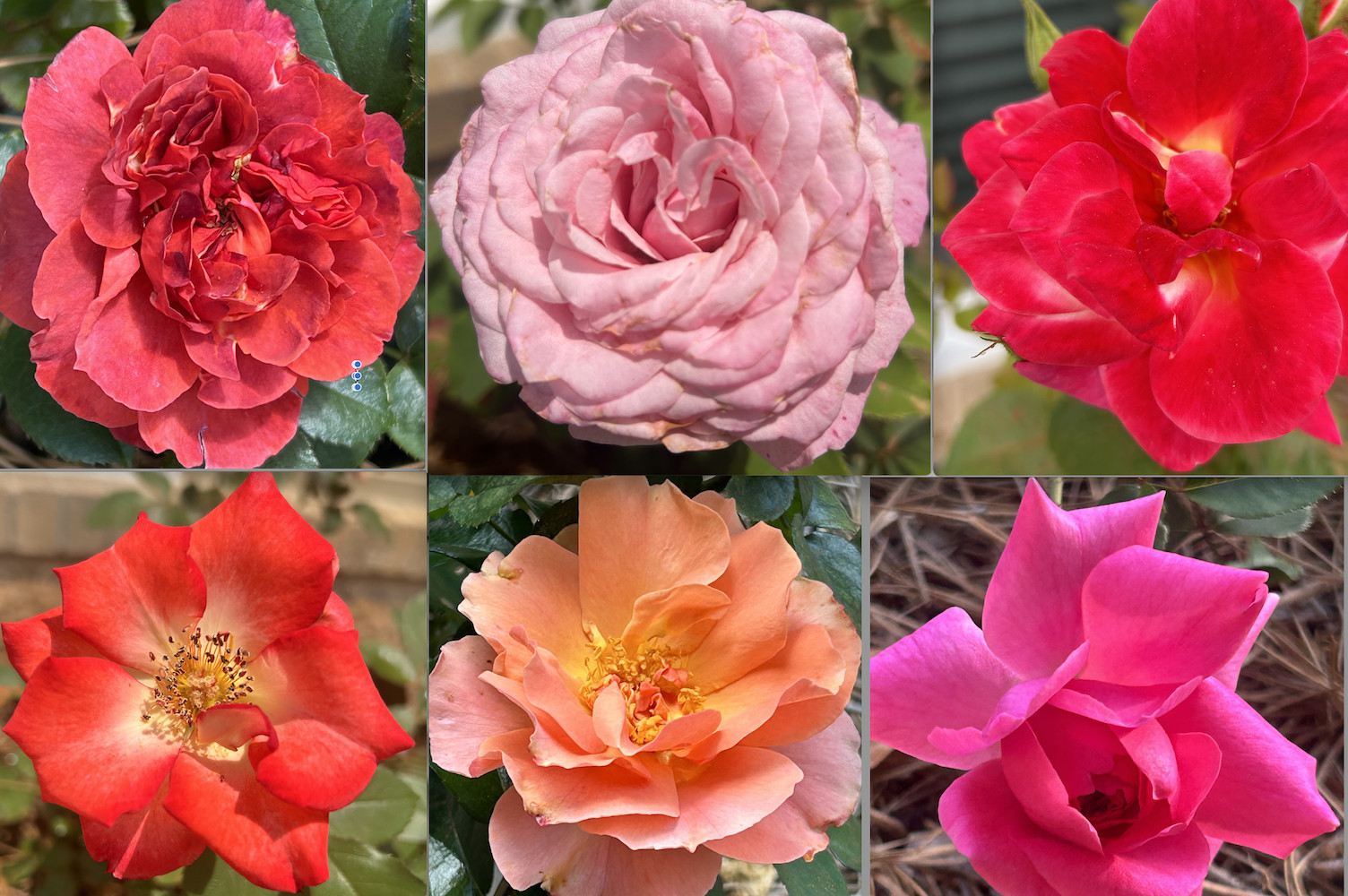 20 CLASSIC STYLE ROSE SEEDS home garden flower plant bush diy Rosas hybrid tea
