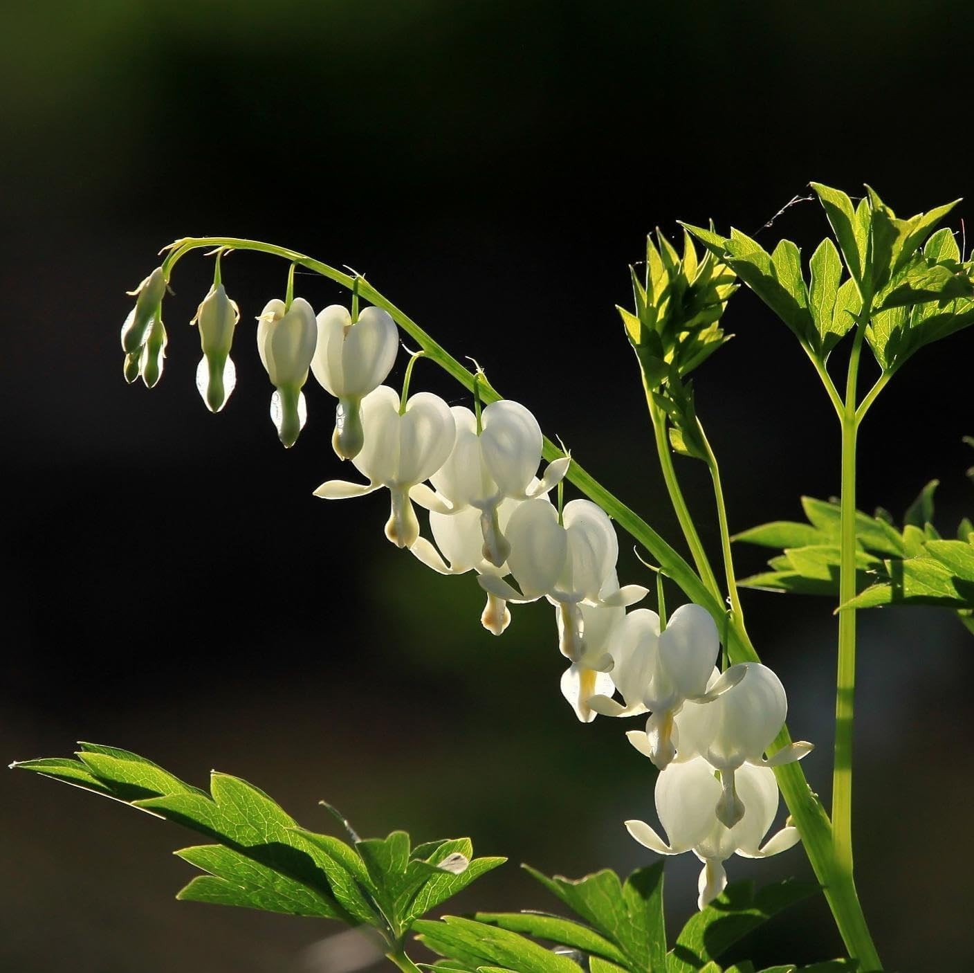 CarpetC 100+ Bleeding Heart Seeds for Planting, Dicentra Spectabilis Shade-Lovin