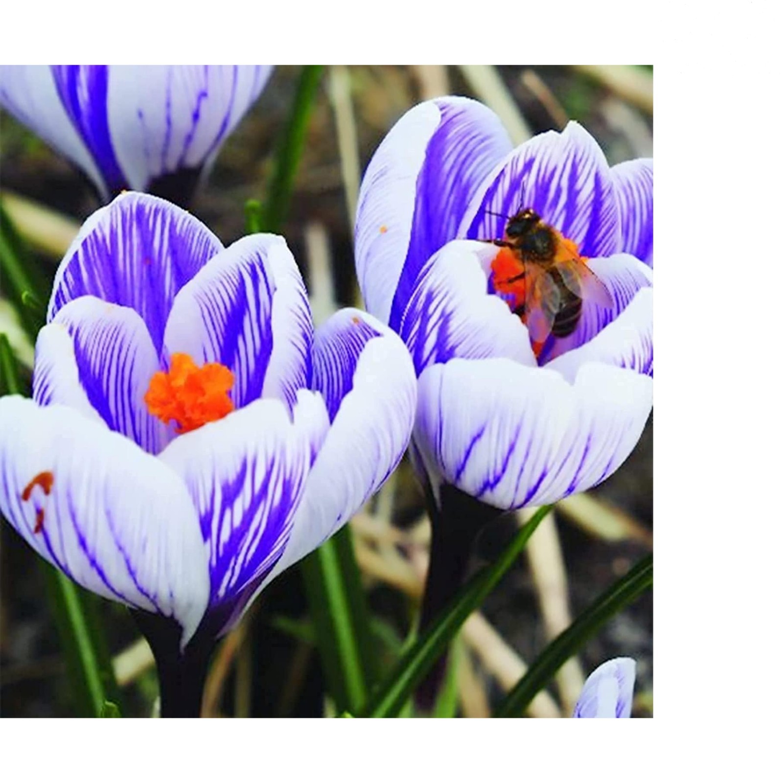 Spring Blooms: 10 Colorful Striped Crocus Bulbs – Perfect for Partial Shade