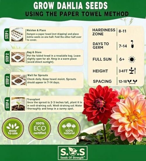 100 pcs Perennial Dahlia Labyrinth Flower Seeds for Planting – Exotic