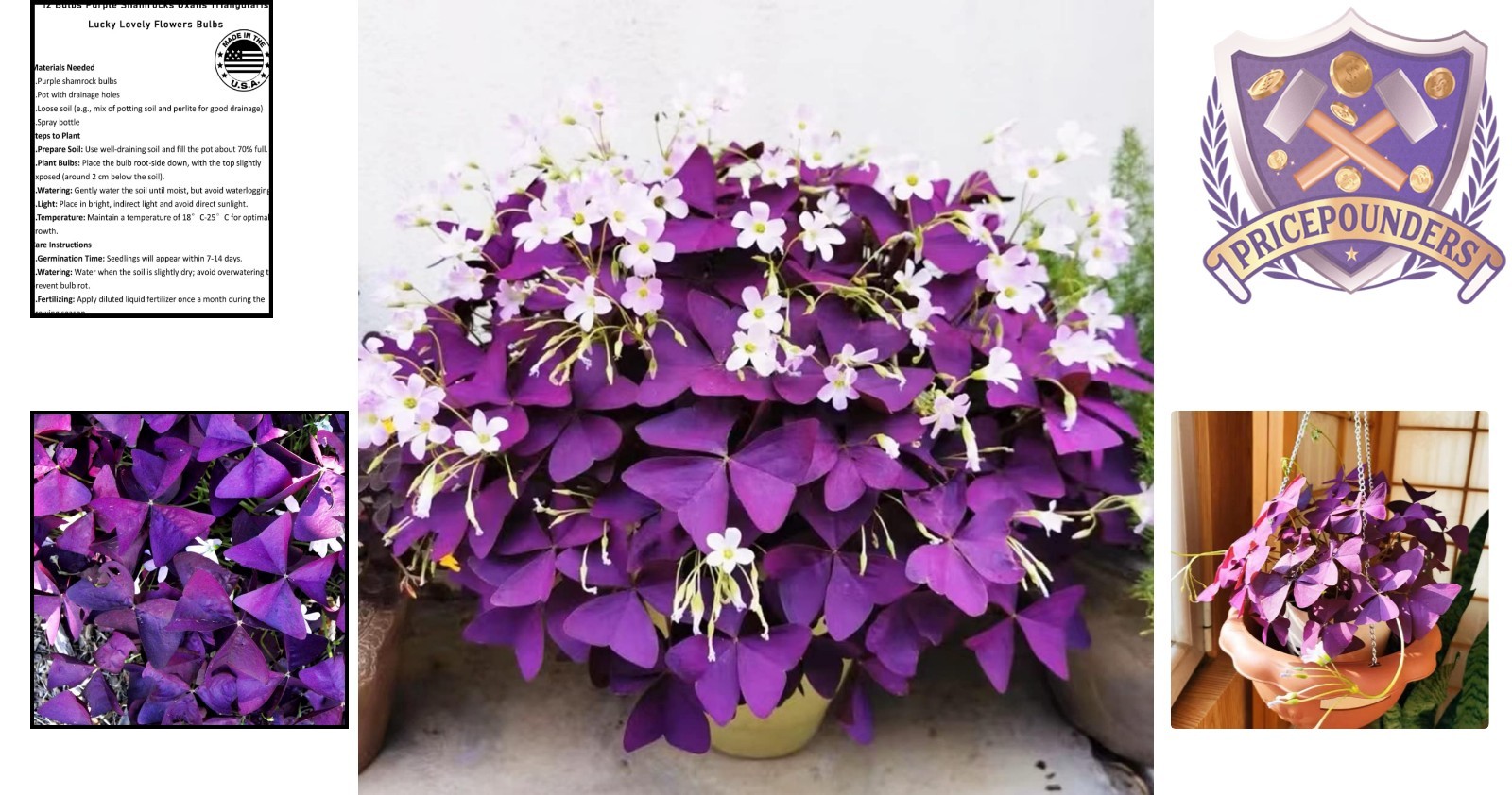 12+ Purple Shamrocks Bulbs Indoor Outdoor Lucky Flowers Grows versatility