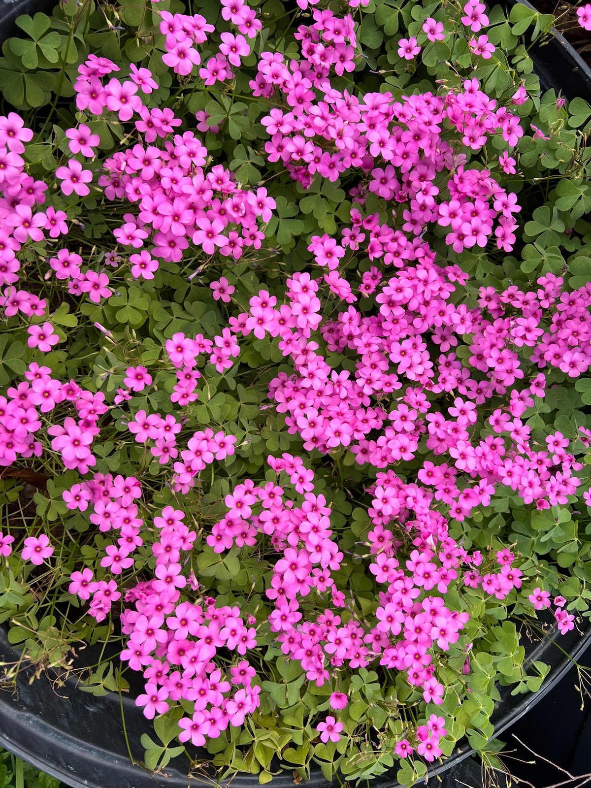 Oxalis “Articulata ssp Rubra” Shamrock/Wood Sorrel Bulb or Plant (You Choose)