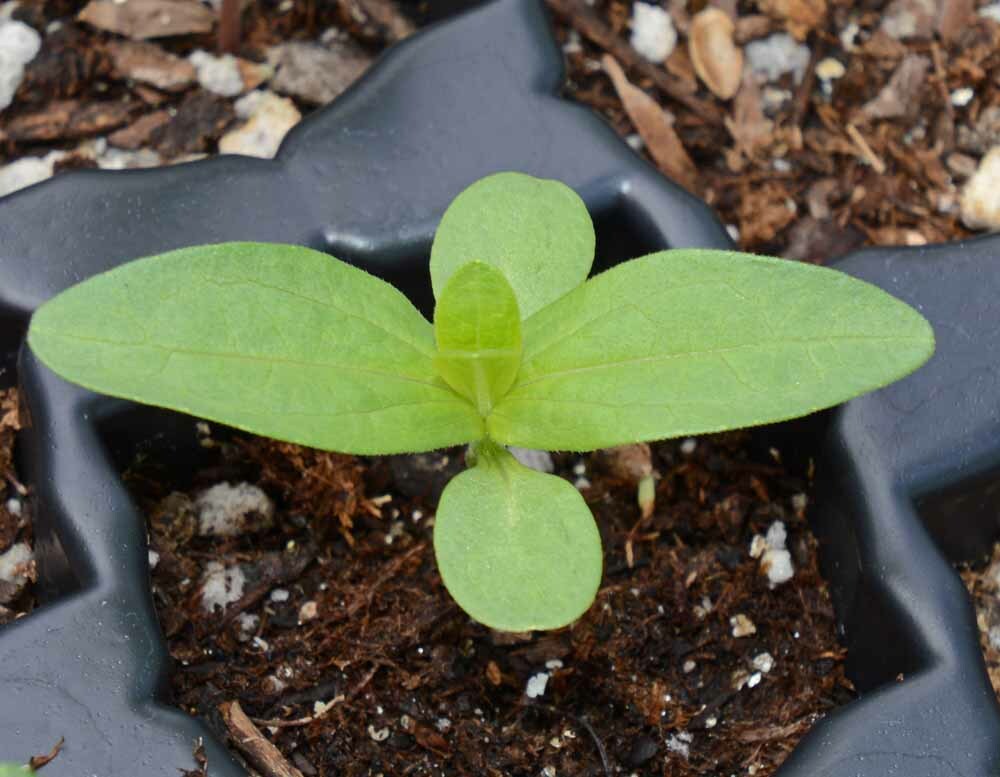 Zinnia LEMON MERINGUE Mix Flowers Pollinators Butterflies Love Non-GMO 100 Seeds