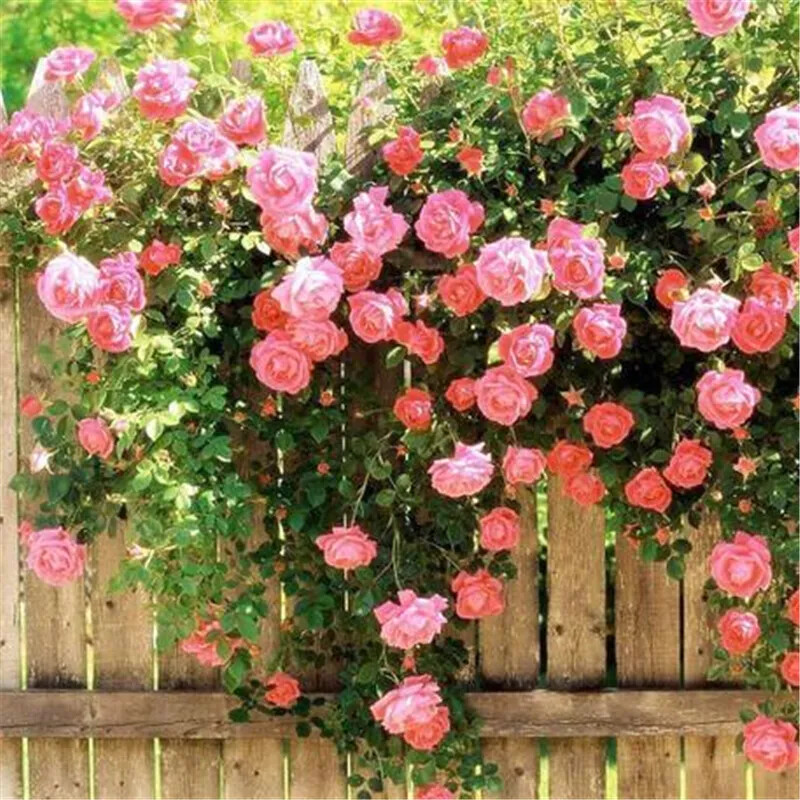 20 CLIMBER ROSE FLOWER SEEDS rare exotic rambling plant garden bush vine trellis