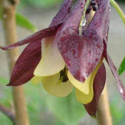 Oriental Columbine Seeds | 50 – 1,000 Seeds | Non-GMO | Free Shipping | 1215