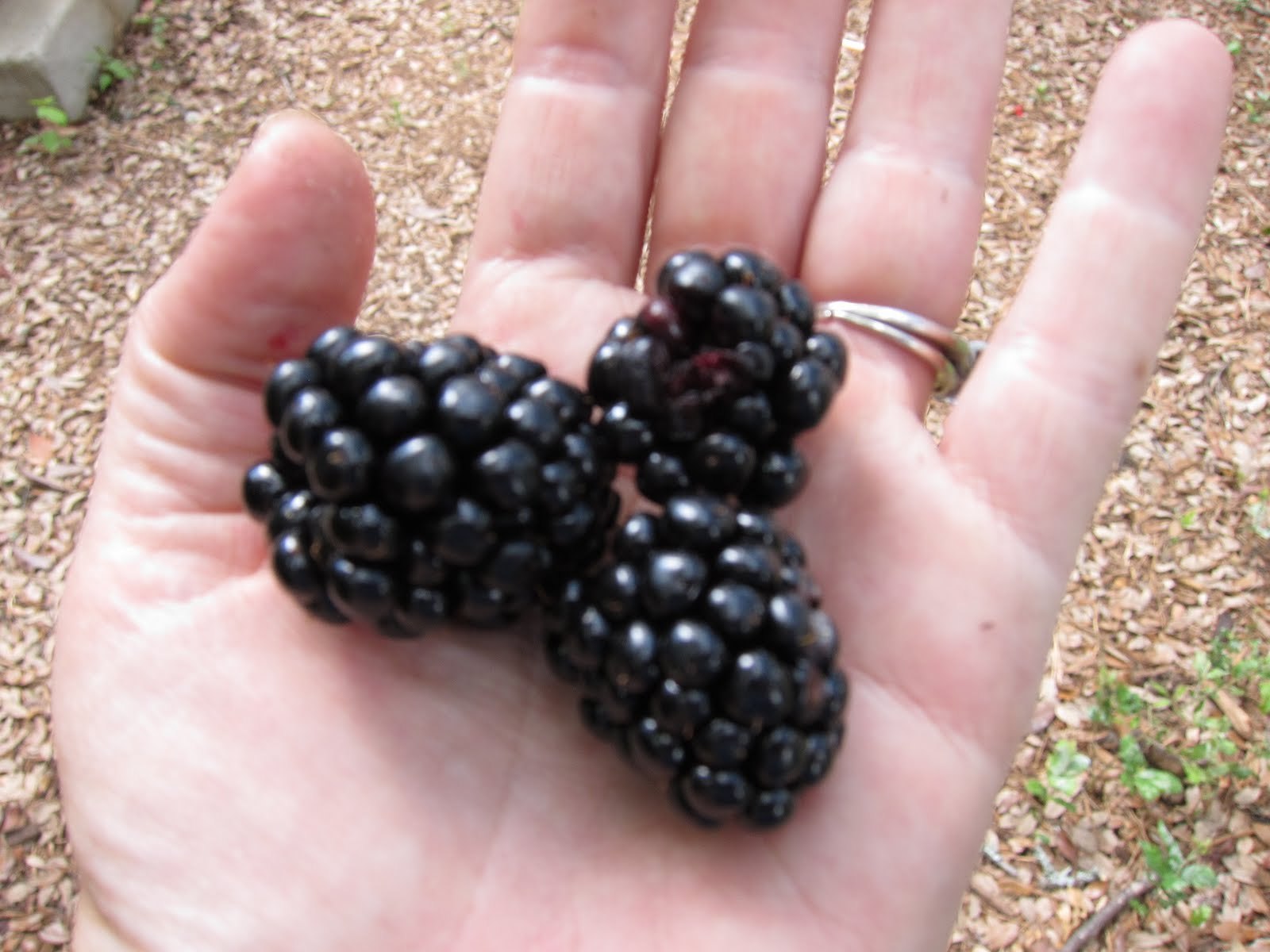 GIANT BLACKBERRY * BULK 1000 SEEDS* MEDICINAL*ANTIOXIDANT*HEALTHFUL*TRIPLE CROWN
