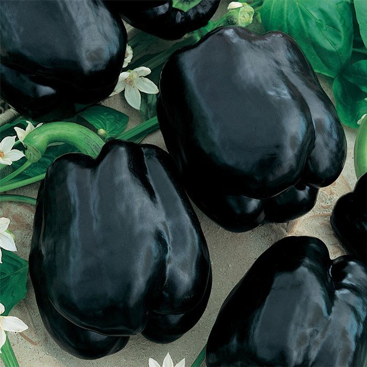 RARE Merlot F1 Sweet Pepper Seeds. Untreated. “10” Seeds Free Shipping!