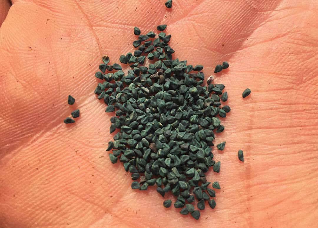 1000+ Molokhia – Egyptian Spinach Seeds,Rau Day,Saluyot Heirloom, Non-GMO