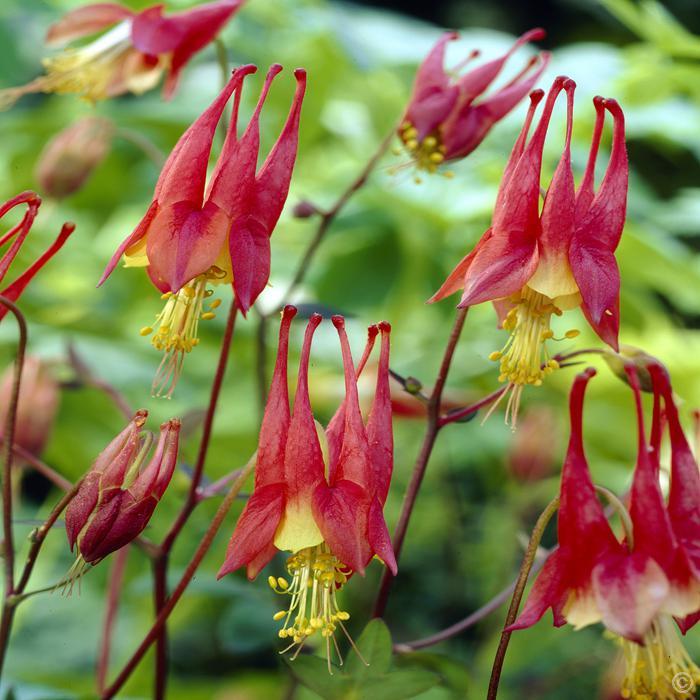 101+EASTERN RED COLUMBINE Seeds Perennial Native Wildflower Shade Flower Garden