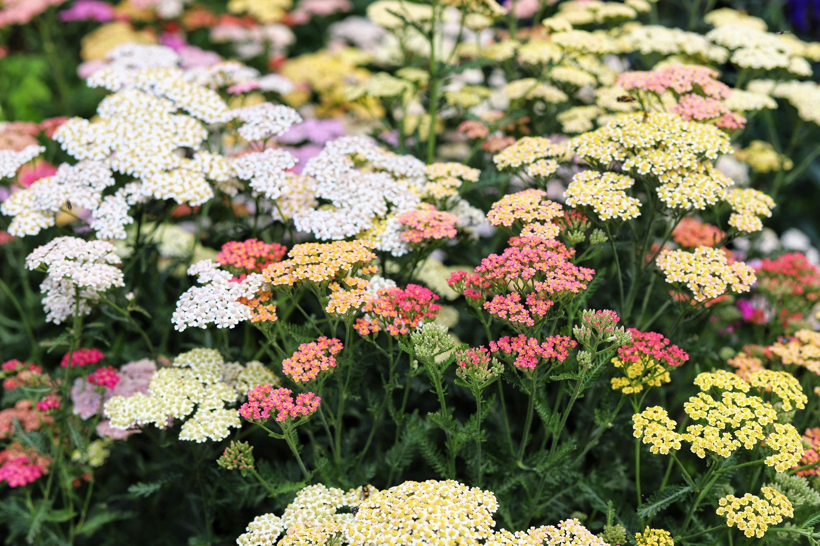 500 MIXED SUMMER YARROW Achillea Millefolium Red Pink White + Herb Flower Seeds