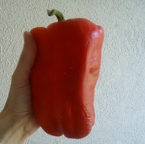 BIG DADDY RED SWEET PEPPER SEED NON-GMO SUPER COLOR sweet pepper flavor TASTY!