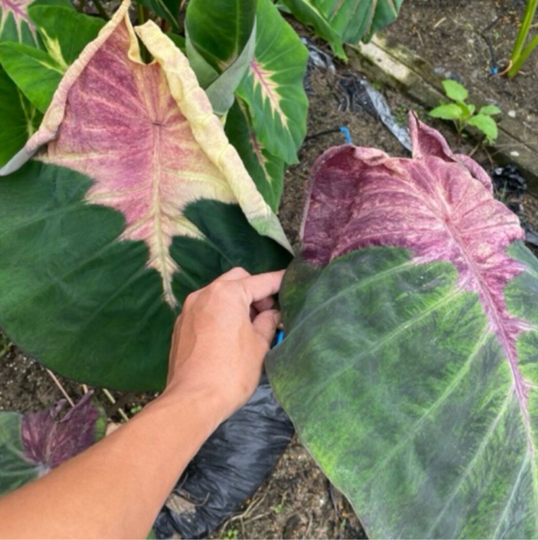 AUTHENTIC Colocasia Ghost Master 1 bulbs