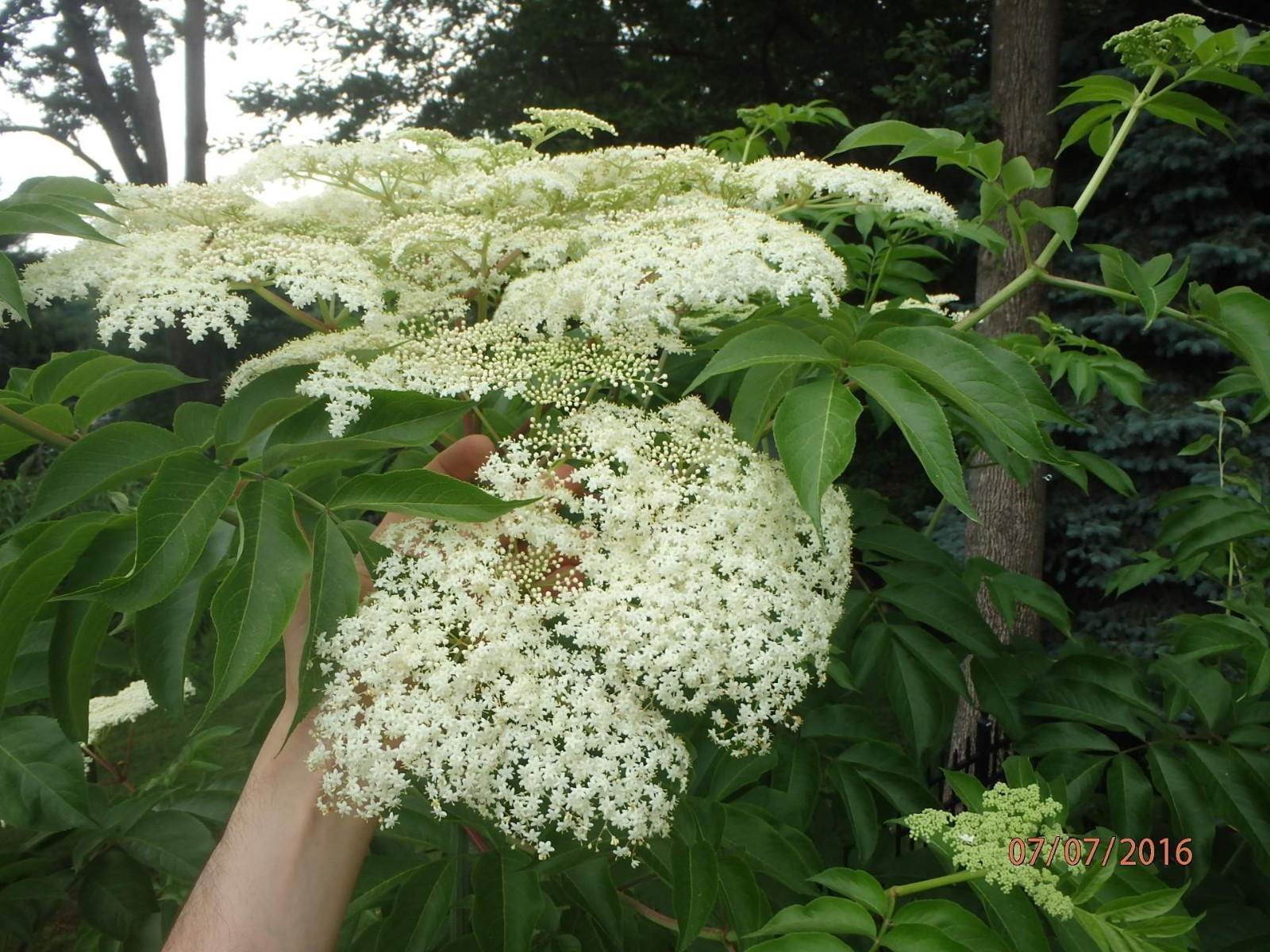 One live rooted plant of Elderberry “Sampo”, sent in box