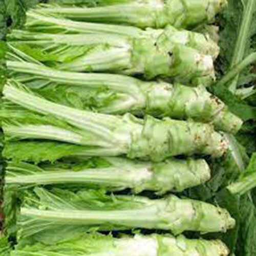 300+Brassica Juncea Var 薄皮棒菜 seeds bang mustard Seeds. 2022 NEW!