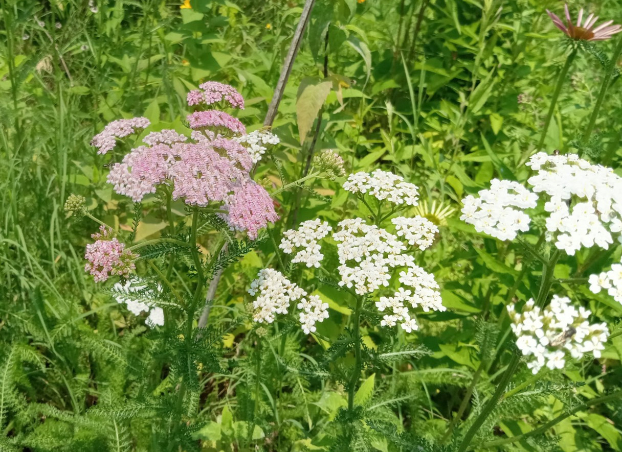 Yarrow Seeds 1000 White & Pink Achillea Millefolium Medicinal Mosquito Repellant