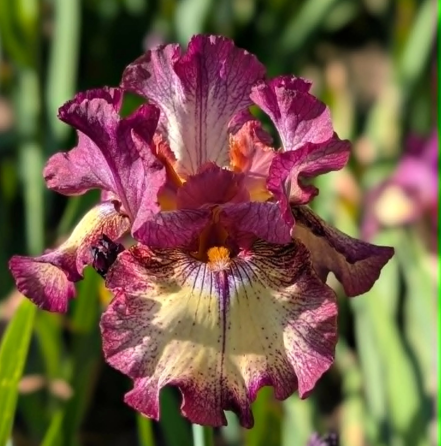 ‘Innocent Star’ TB Bearded Iris Rhizome PRE-SALE to Ship Aug/Sept