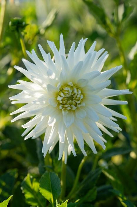 1- My Love White Cactus Dahlia Flower Bulb Tuber