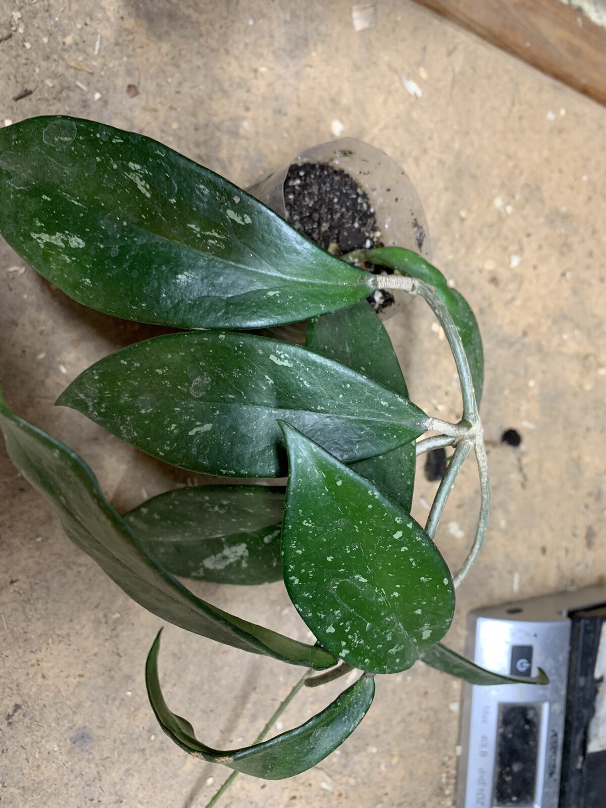 Hoya pubicalyx 1 Year Old plant well rooted, sent in container