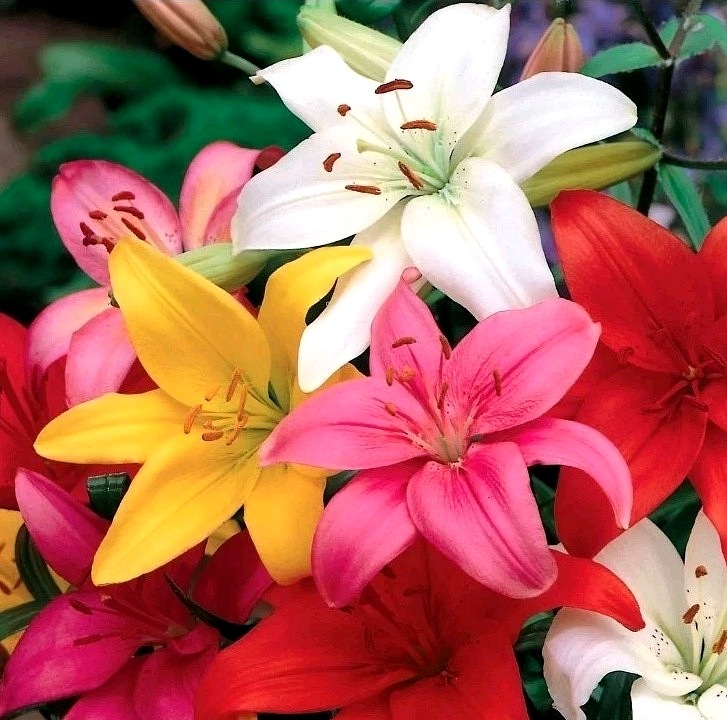 Lily Flower Bulbs 4 Asiatic Color Mix Lilies Garden Flowers Ready to Plant