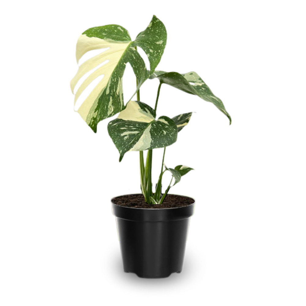 Thai Constellation Monstera Live Plant 4-6 Inches Tall Healthy Rooted Variegated