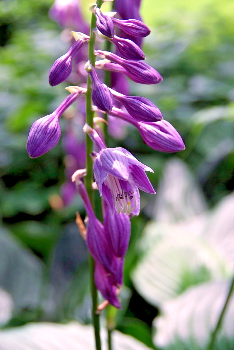 Hosta mix 100 seeds large variety, blue, grey, yellow, large, small, variegated