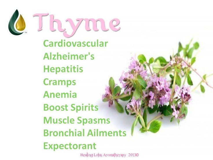 500 WINTER THYME Herb Seeds-Non GMO-Open Pollinated-Organic.
