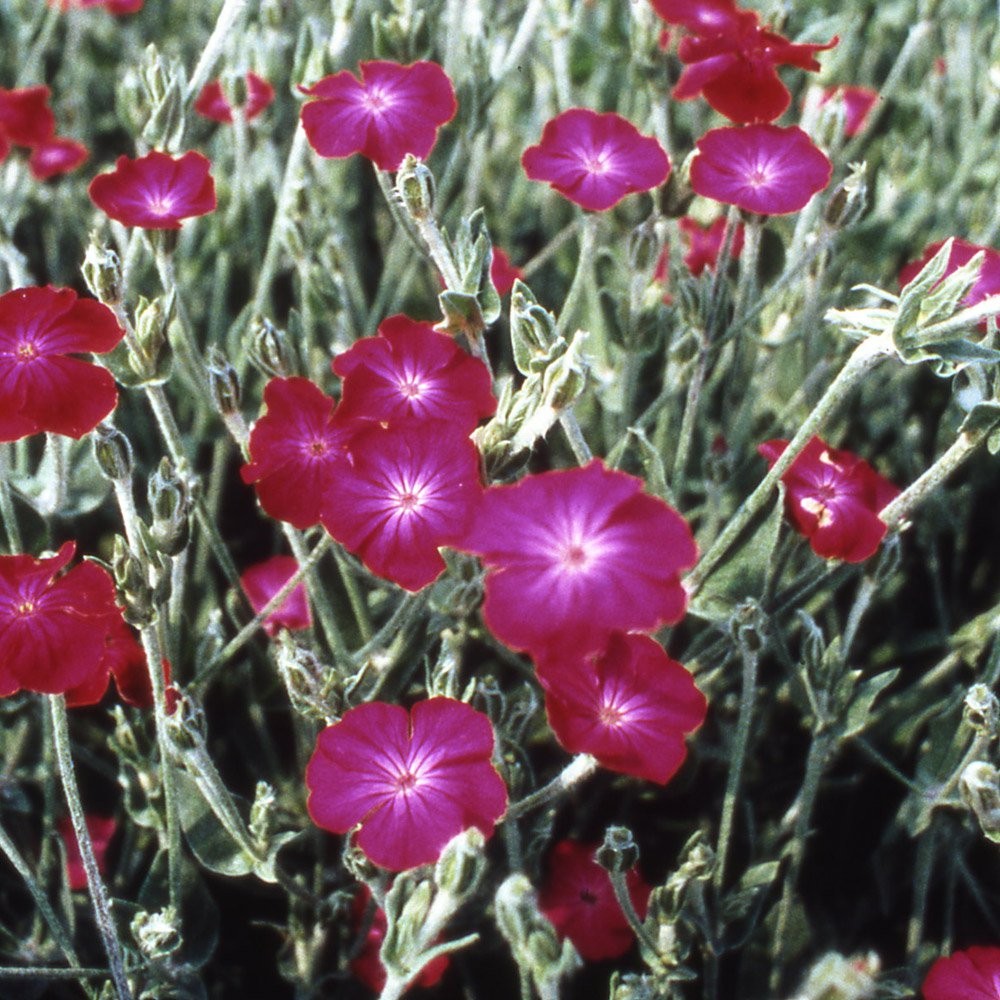 5000 Seeds Lychnis Seed – Lychnis Coronaria Rose Campion Flower Seeds