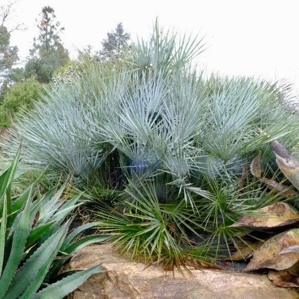 Mexican Blue Hesper Palm Tree Seeds ~ Brahea Armata ~ Mexican Blue Palm Tree ~