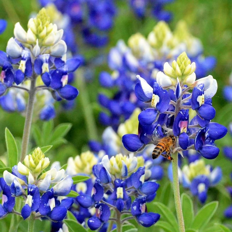 750+ Blue Lupinus Texas Bluebonnet Wildflower Seeds for Planting Home Garden