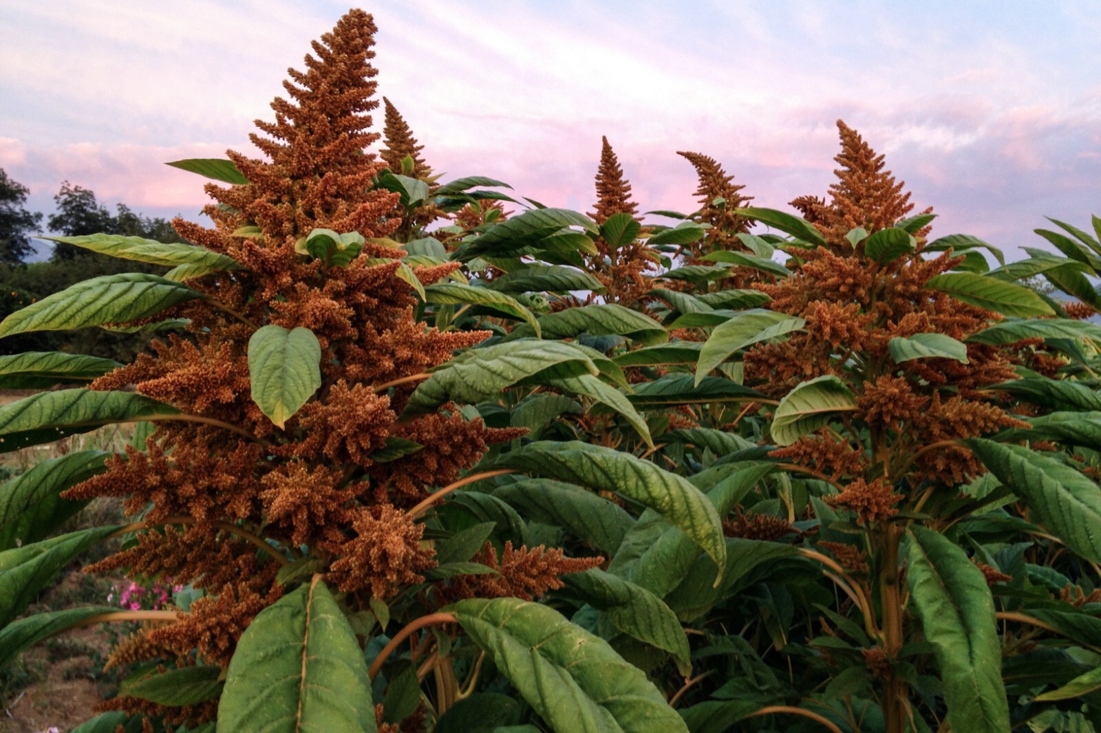 Amaranth Seeds ORANGE CHINESE GIANT – HUGE PLANTS, ORGANIC, GROWS TALL, NON-GMO