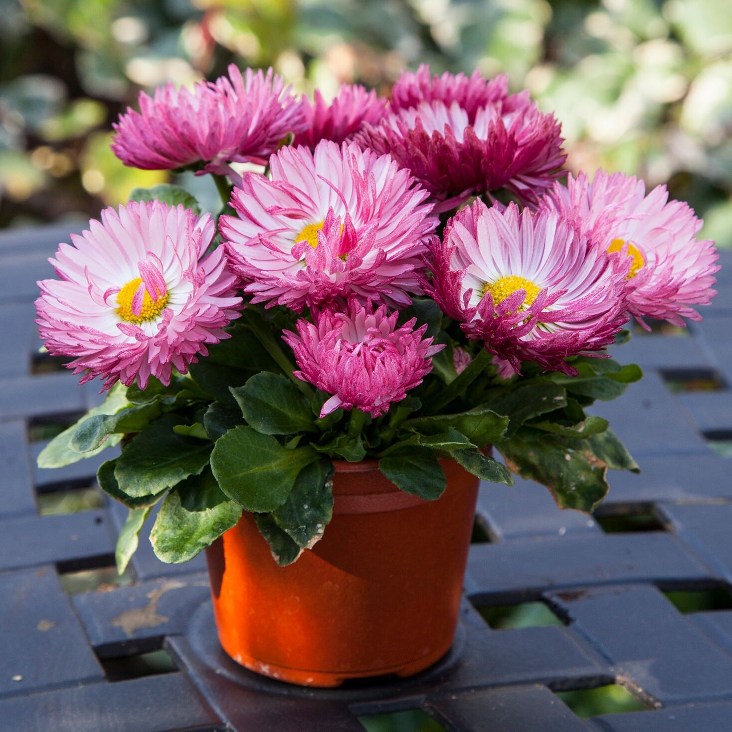 Bellis Seeds Bam Bam Rose 50 Pelleted Seeds English Daisy