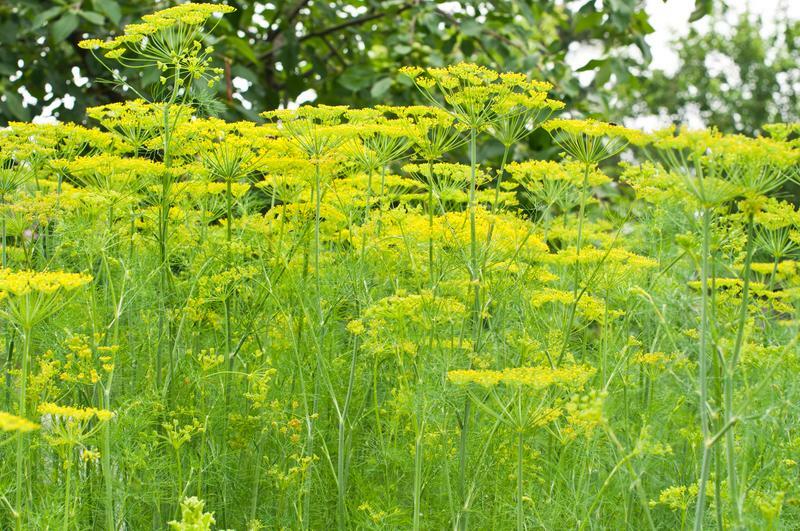 Mammoth Long Island Dill Seeds, Heirloom, NON-GMO, Leafy Foliage, FREE SHIPPING