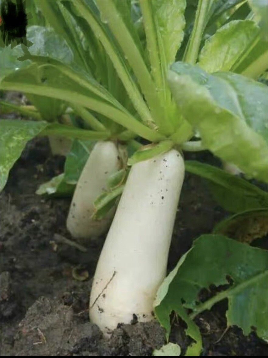 300+Daikon Radish Japanese Minowase Chinese White radish seeds 300多粒早熟白萝卜种子 2023