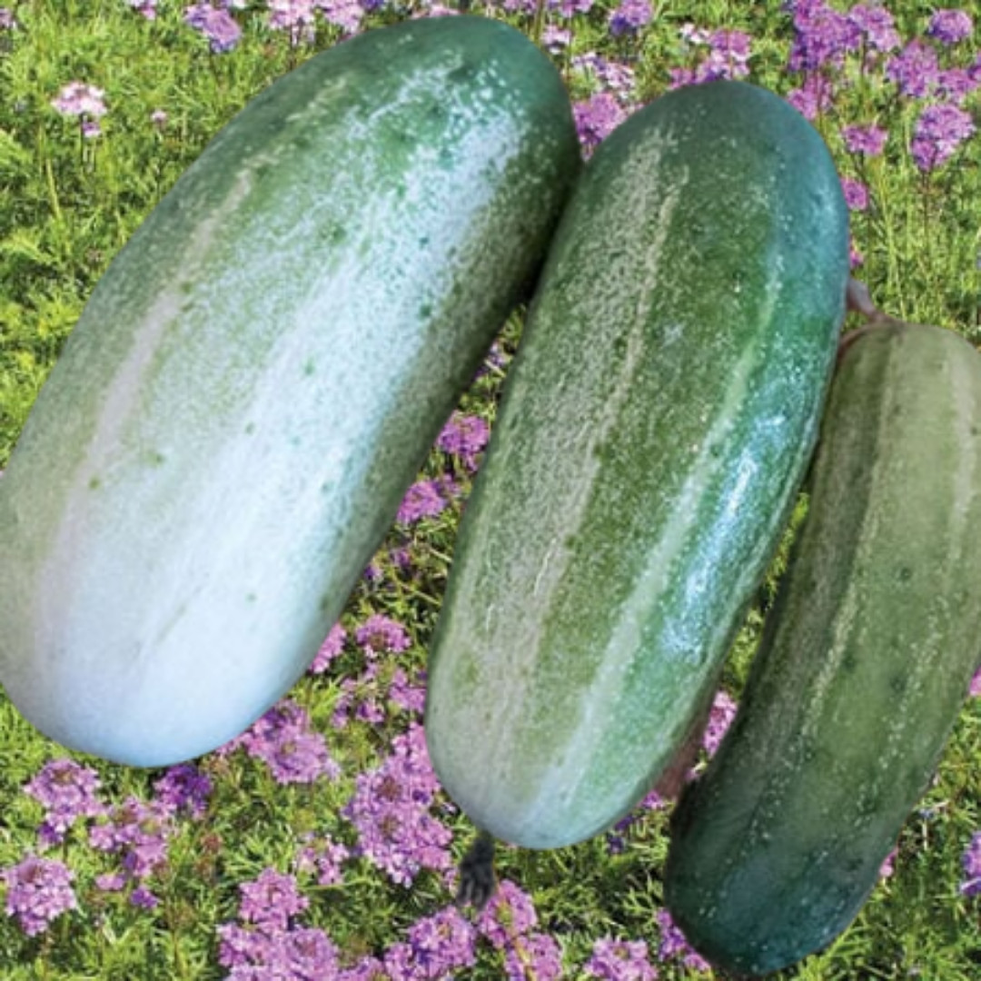 25+ Arkansas little leaf CUCUMBER SEEDS – HEIRLOOM.