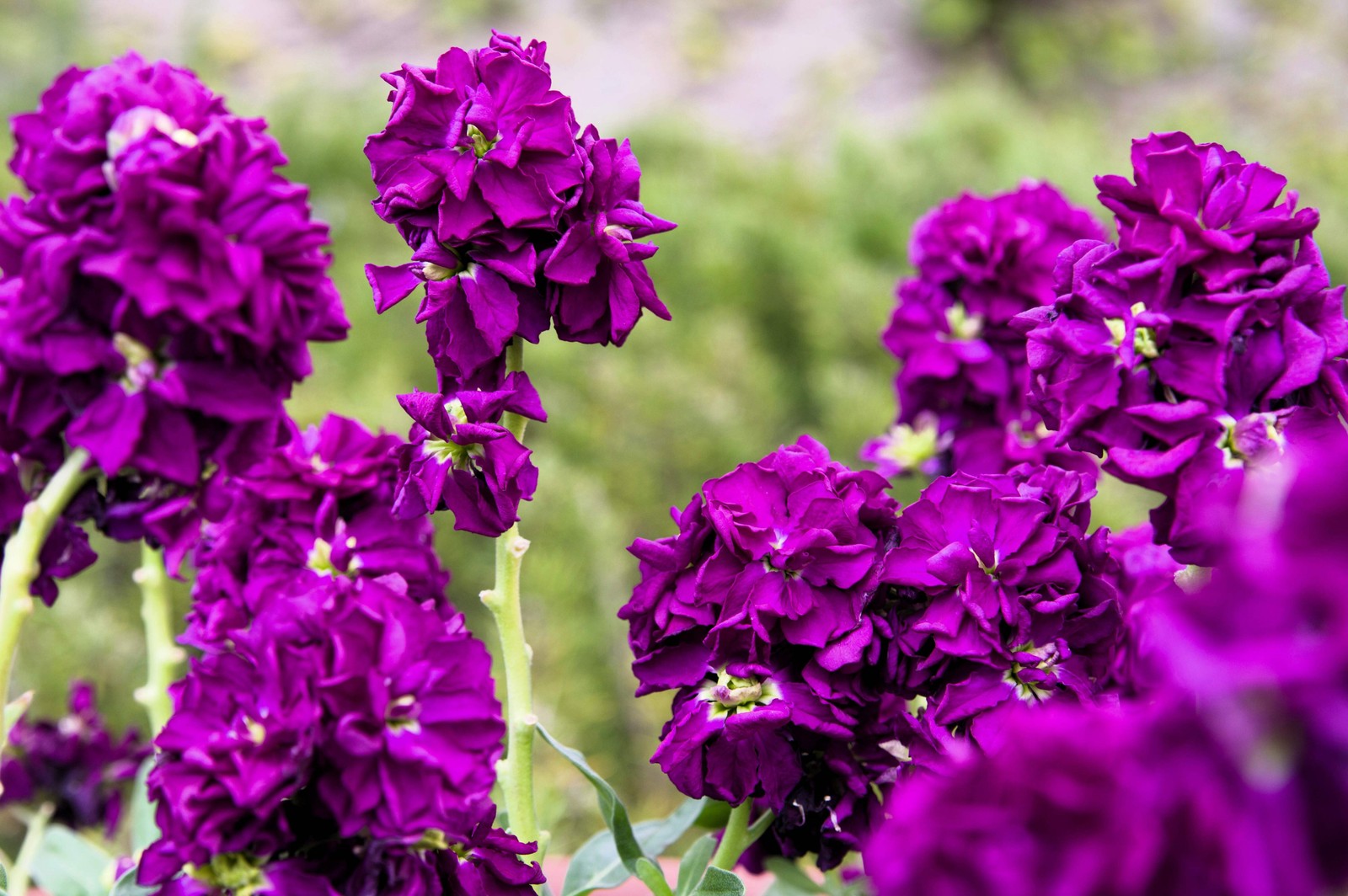 50 MIXED COLORS STOCK Matthiola Incana Ten-Week Gillyflower Blue White Pink Red