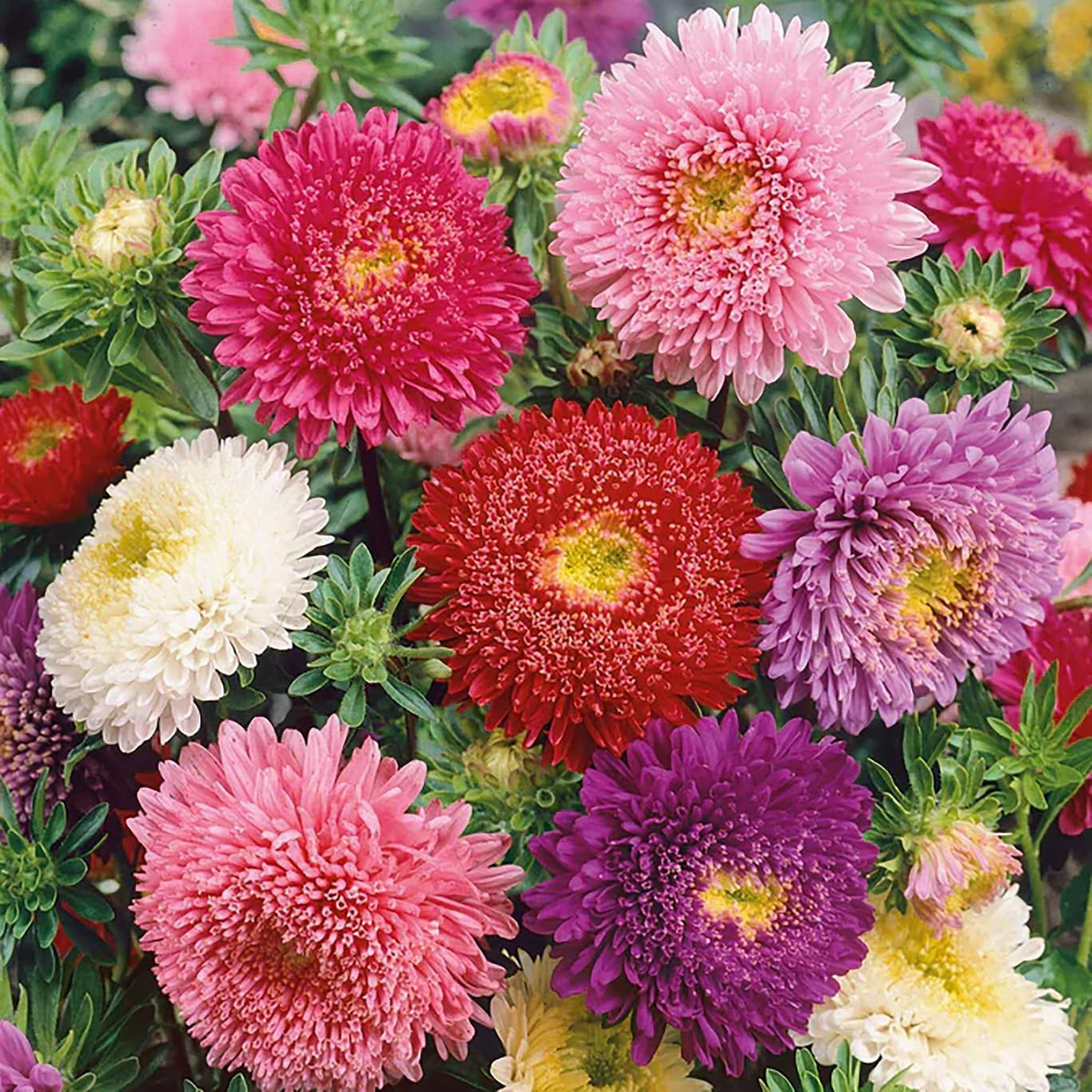 Powderpuff China Aster Mix Seeds – 1000 Seeds