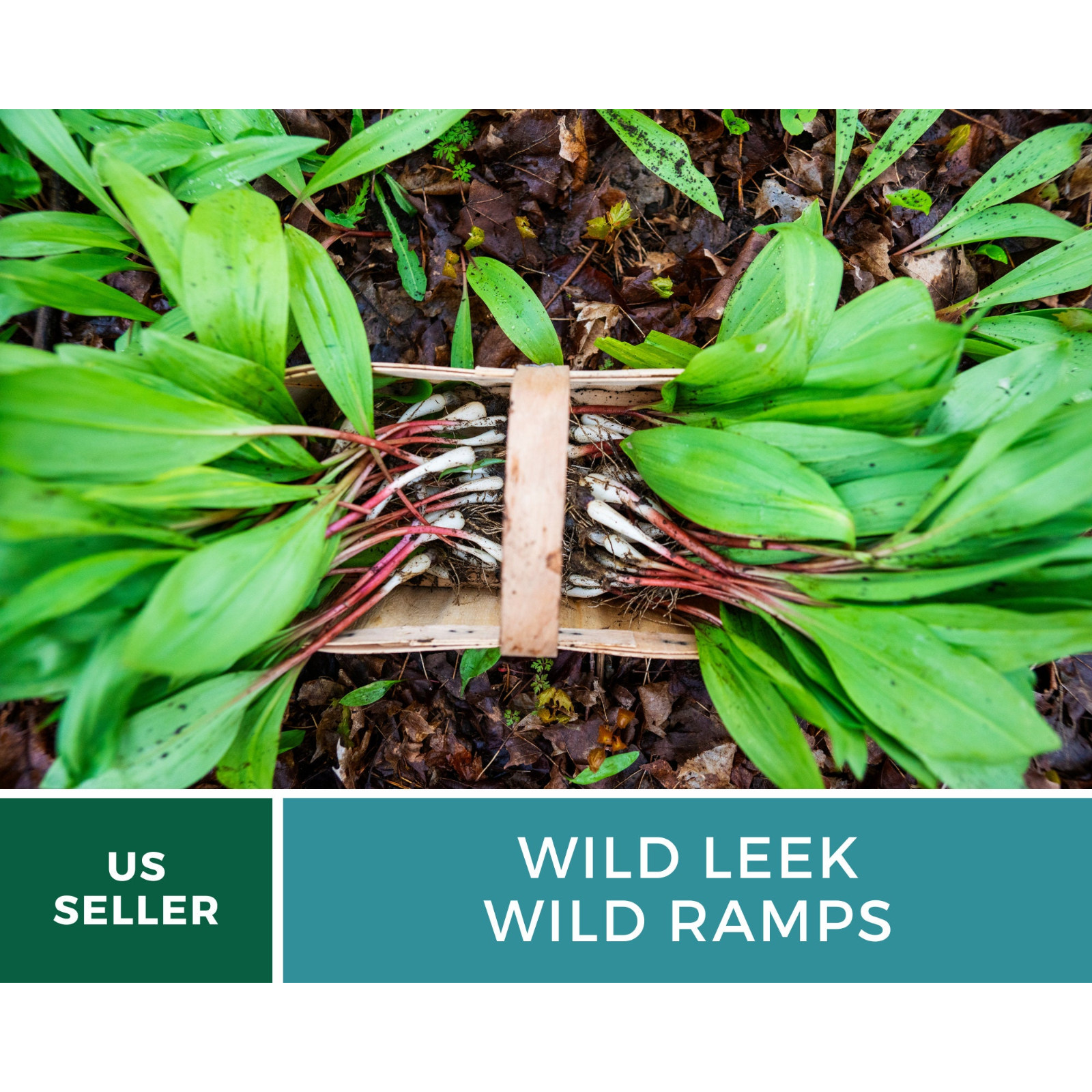 Leek, Wild – Wild Ramps – Heirloom – Non-GMO (Allium tricoccum)