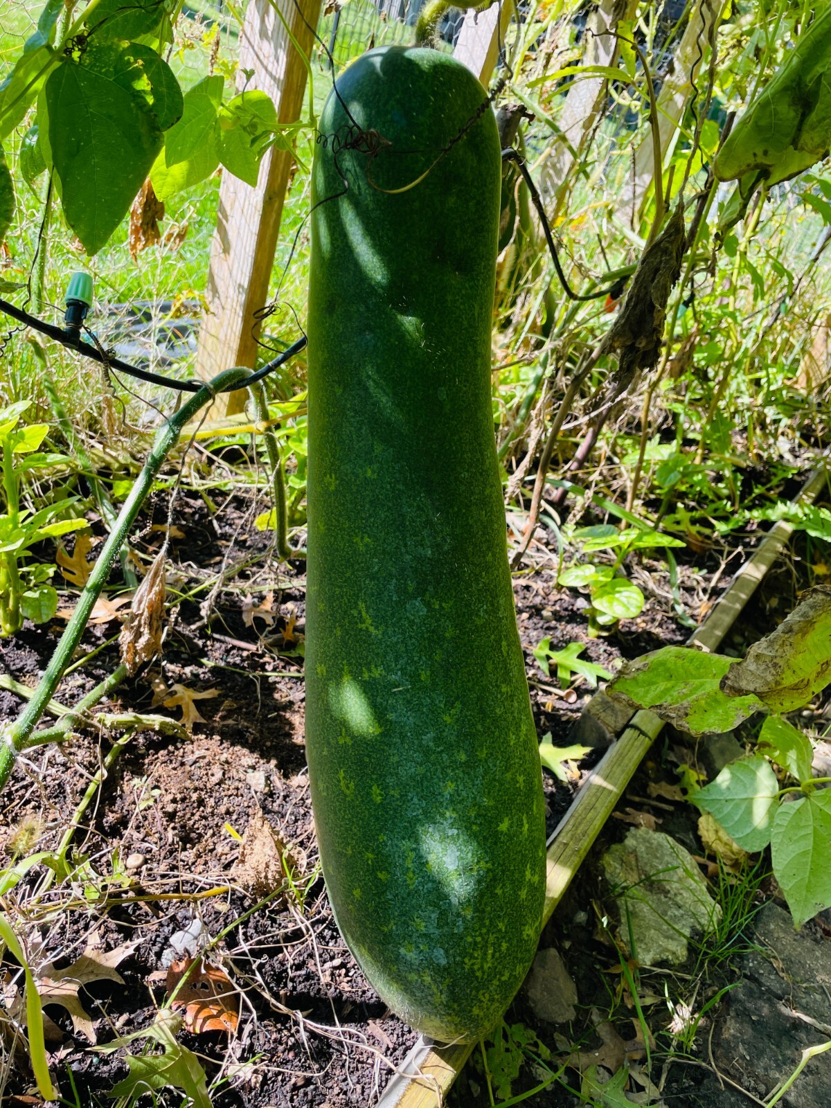 10 Seeds Fuzzy gourd, Mao Gua Mokwa Non-GMO Heirloom USA