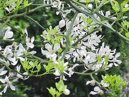 Citrus trifoliata | Flying Dragon | Bitter Orange | 10 Seeds