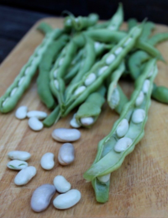 Kentucky Wonder Pole Bean – Fresh Seeds – Four Seasons/Old Homestead, Non-GMO